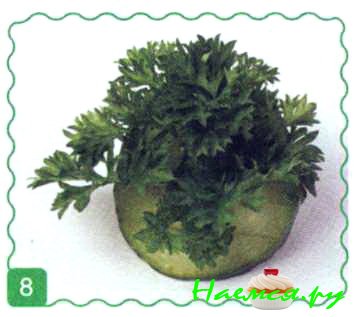 Мамонт Мамонт