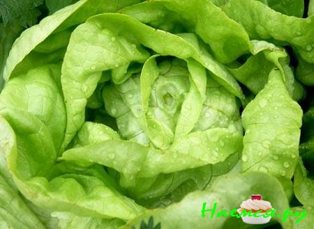 КАК ПОЧИСТИТЬ И НАРЕЗАТЬ САЛАТ. ОСНОВНЫЕ ТЕХНОЛОГИИ КАК ПОЧИСТИТЬ И НАРЕЗАТЬ САЛАТ. ОСНОВНЫЕ ТЕХНОЛОГИИ