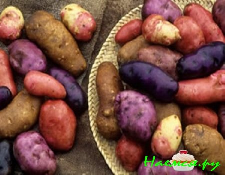 ВСЕ О КАРТОФЕЛЕ ВСЕ О КАРТОФЕЛЕ