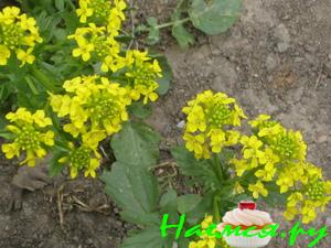 Трубочки "Альдонса"