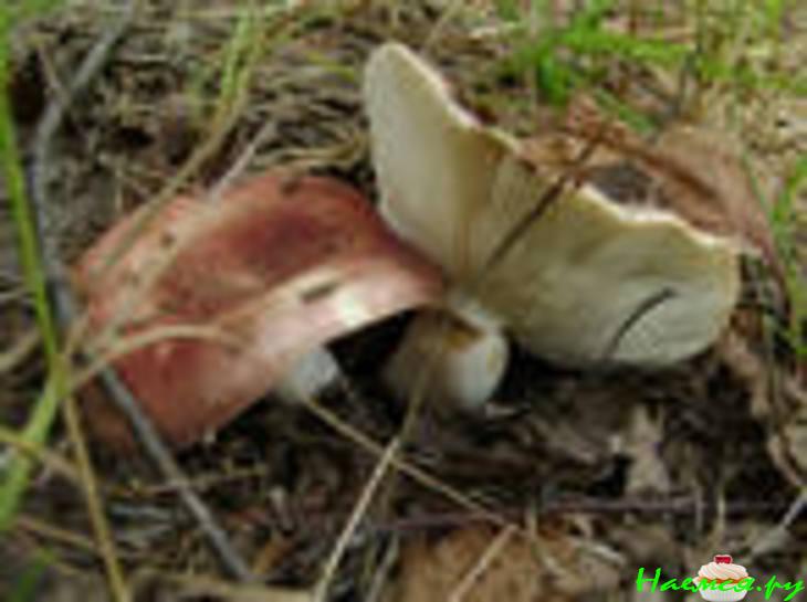 Жареха из сыроежек