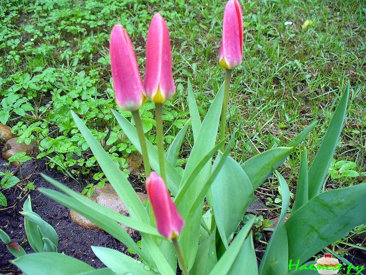 Щавелевый суп