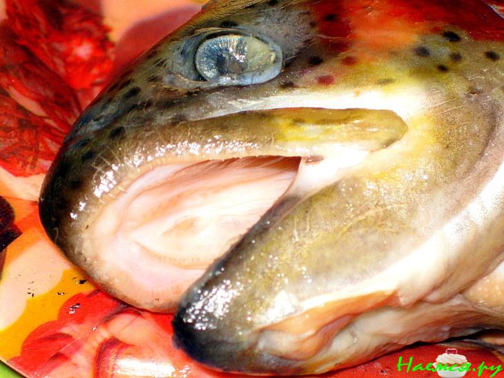Форель запечёная