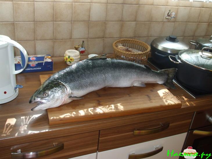 Свежесолёный лосось