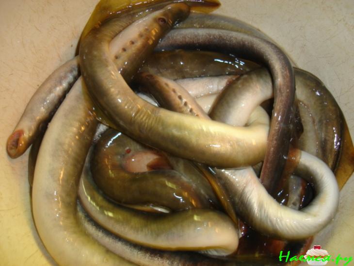 Минога в желе