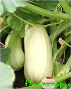 Кабачок нежный