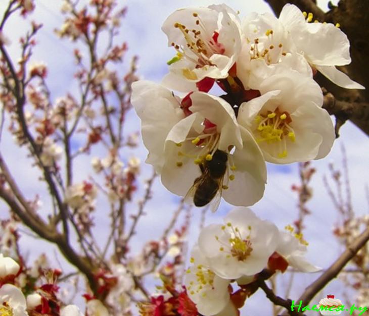 Коктейль "Вишневое наслаждение"