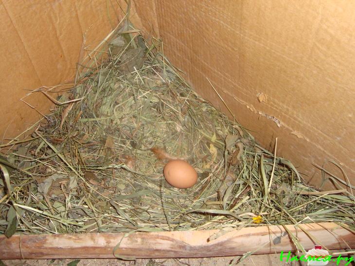 Супчик "Натурпродукт" с чесночными гренками Супчик "Натурпродукт" с чесночными гренками