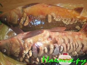 Уха по-тираспольски - генеральская