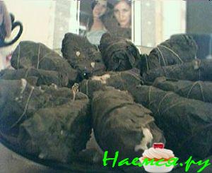 Долма обыкновенная Долма обыкновенная