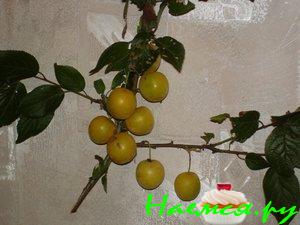 Соус "Ткемали"