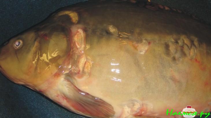 Карп лимонный