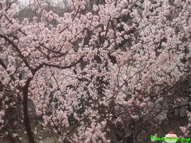 Коктейль "Вишневое наслаждение"