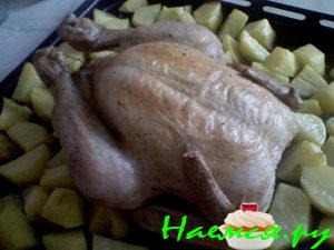 "Курочка" (целиком)