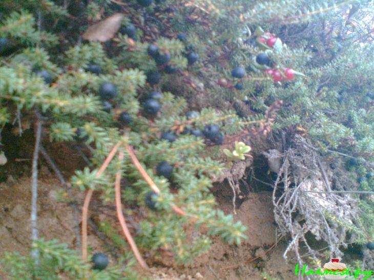 Деревенский торт