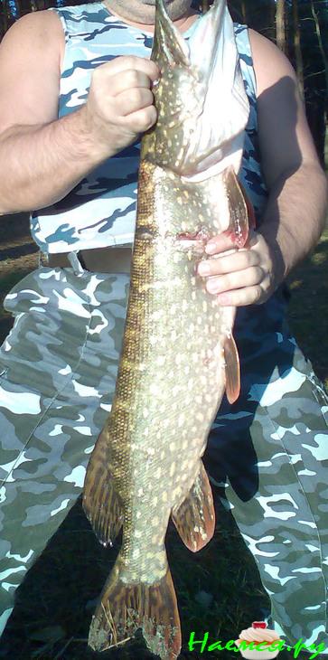 Оладушки рыбные из Щучки