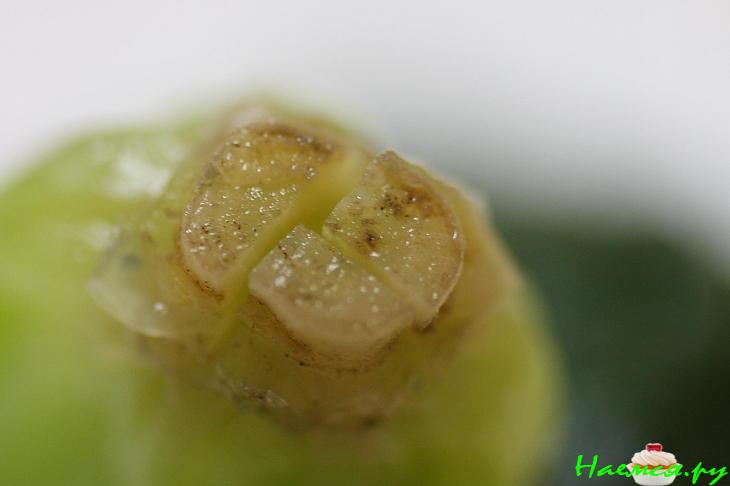 Шпинат. Закуска для Самурая