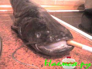 1-й способ как заставить Сома бросить курить