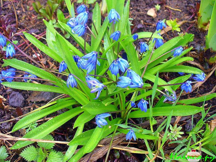 Щавелевый суп