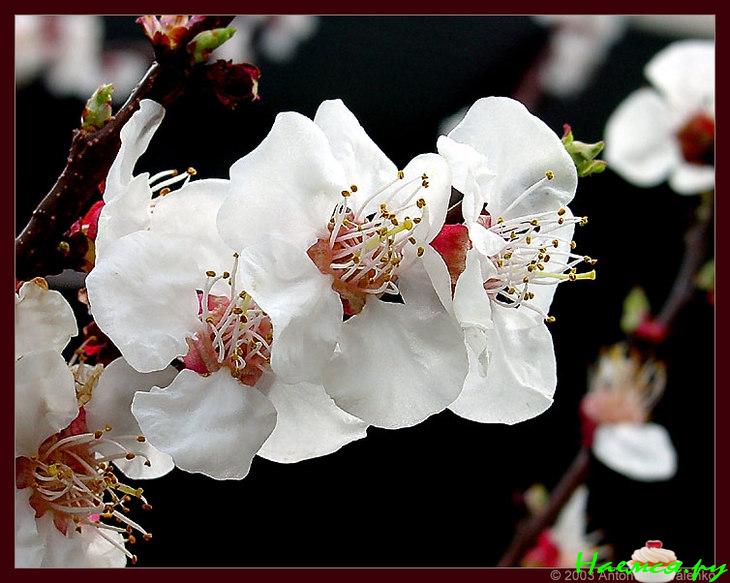 Коктейль "Вишневое наслаждение"