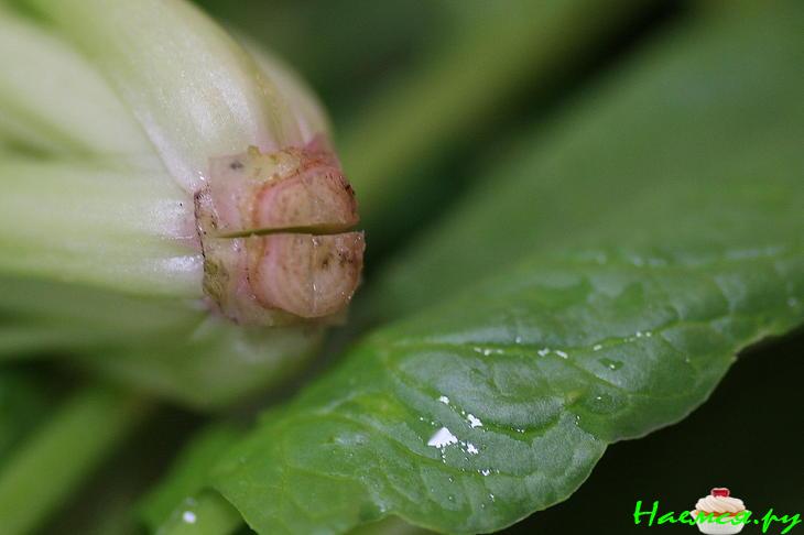 Шпинат. Закуска для Самурая