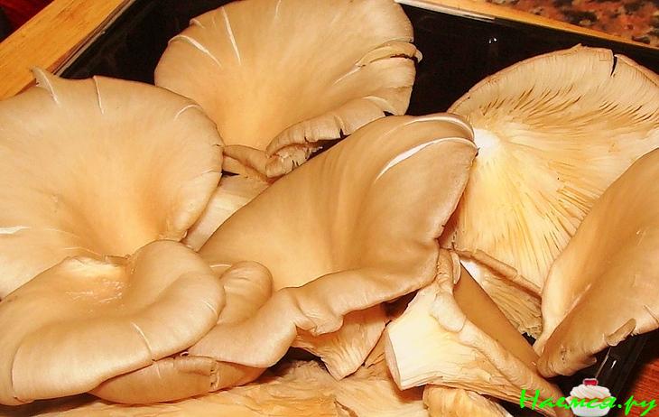 Фуа-гра (Foie gras) с грибами и кус-кусом Фуа-гра (Foie gras) с грибами и кус-кусом