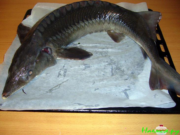 Осётр фаршированный