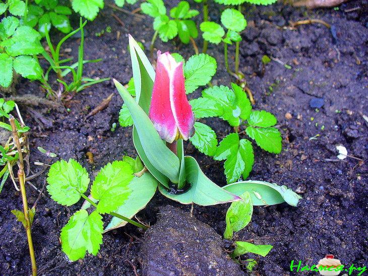 Лосось "Воскресный"