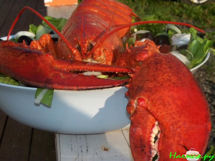 Омар (Лобстер)