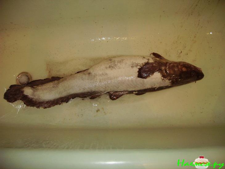 Налим (сом) в сметане