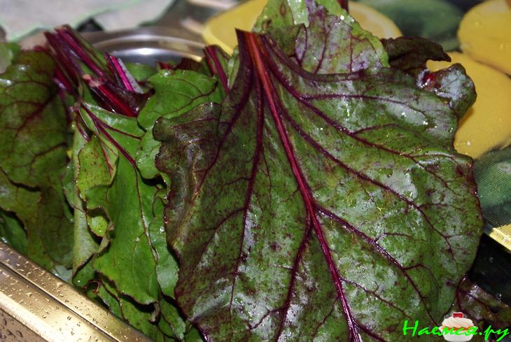 Маленькие голубцы в свекольных листьях Маленькие голубцы в свекольных листьях