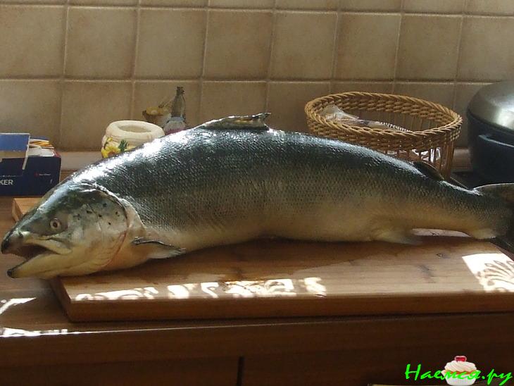 Свежесолёный лосось