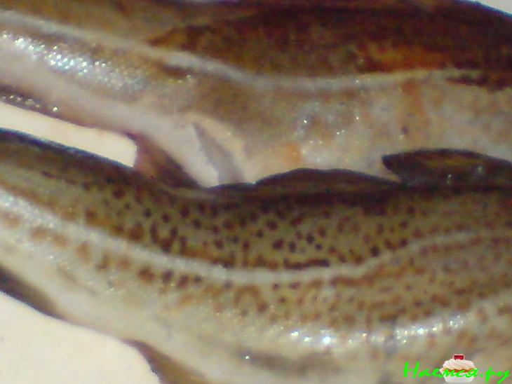 Фрикадельки из трески