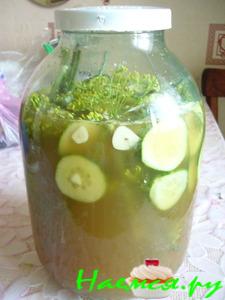 Квасольник