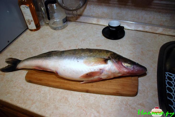 Судак от SCORPY