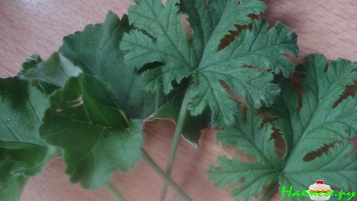 Творожники по-немецки 'Яблоки с земляными яблоками'