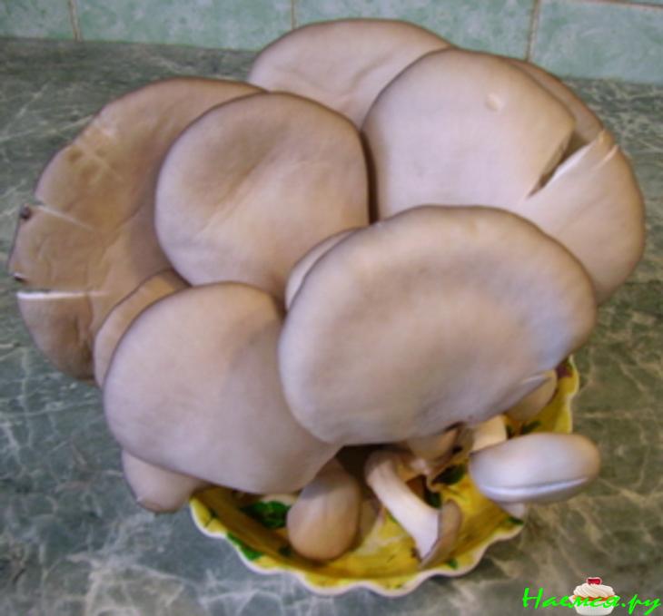 Грибной суп-пюре Грибной суп-пюре