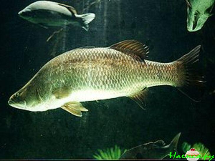 <span style='font-size: 13pt; font-weight: 700'>Жареная рыба овощами и с морскими гребешками