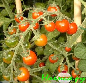 Салат на зиму маринованный