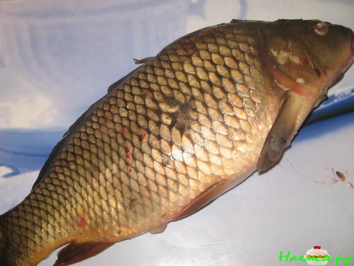 Cуп рыбный (карп) Cуп рыбный (карп)