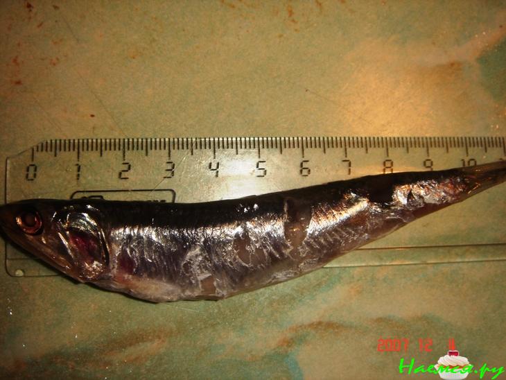 Хамса слабосоленая