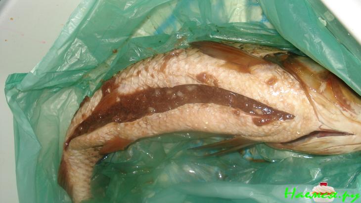 <strong>Рыбка</strong> с брюшком