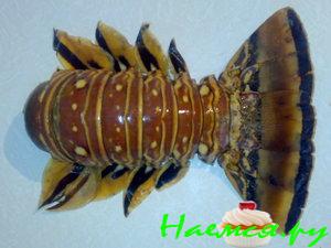 Обжаренный омар с овощами