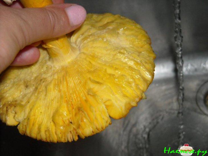 Салат из сырых кесаревых грибов Салат из сырых кесаревых грибов