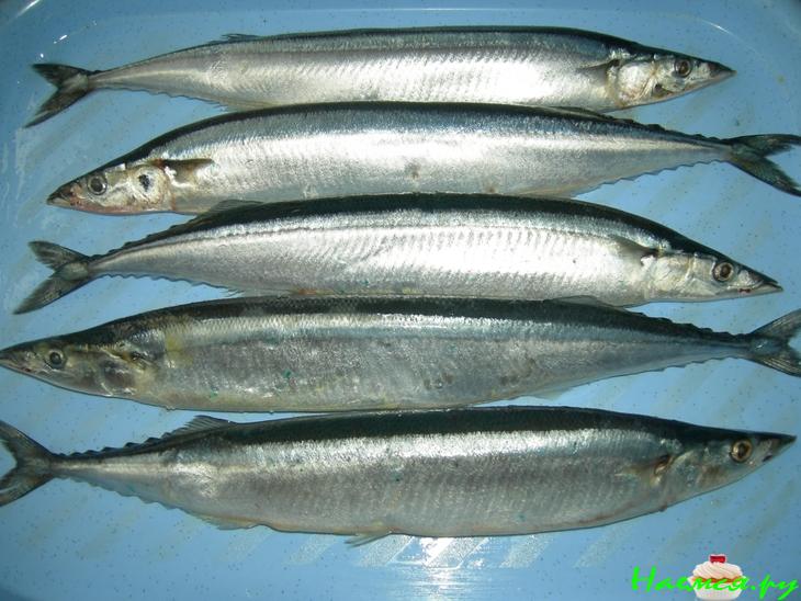 Сайра, тушеная в рассоле Сайра, тушеная в рассоле