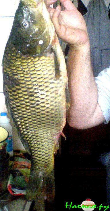 Карп запеченный с овощами и грибами