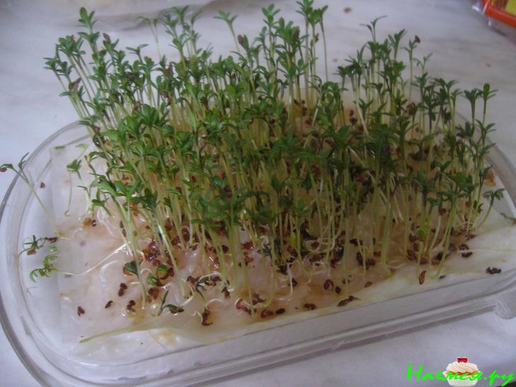 Сельдерейно-яблочный суп-пюре с беконом и кресс-салатом