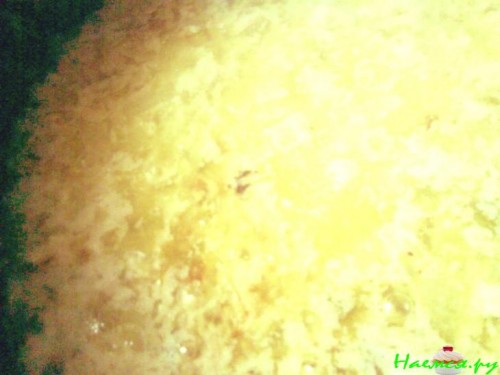 Гречаники печеночные бюджетные