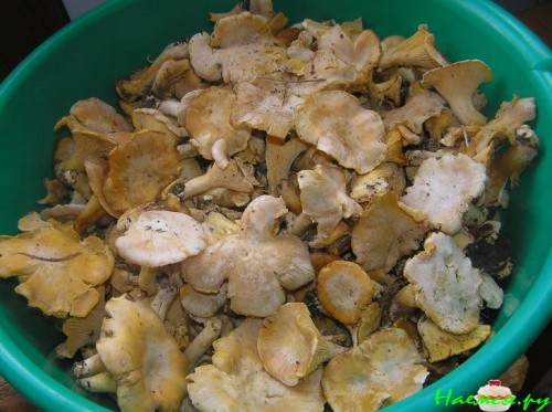 Грибное рагу с беконом