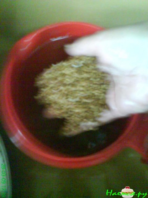 Гречневая каша обыкновенная